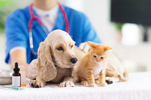 produits-veterinaires-pharmacie-du-beffroi